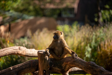 Monkey Pavian