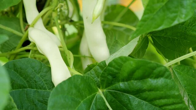 Ripe kidney bean growing on farm in 4K VIDEO. Bush with bunch of pods of haricot plant (Phaseolus vulgaris) ripening in homemade garden. Organic farming, healthy food, BIO viands, back to nature.