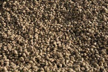 Large pile of sugar beets. Background of sugar beet root crop after harvesting in the fall.