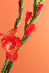 Vertical background with fresh flowers. Closeup of red gladioluses on orange background, room for text.