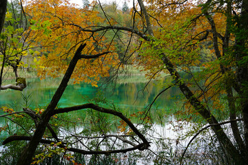 Trees in the water of a turquoise lake in untouched nature in autumn