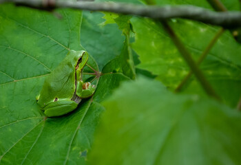 frog on green leaves