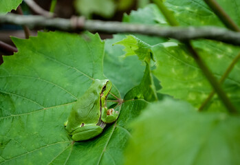 frog on green leaves © Czeslaw