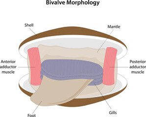 Morphology of the mollusk class Bivalvia. © A Step