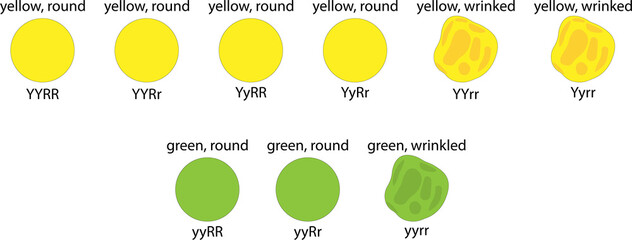 Dihybrid Cross of Pea Plant. The law of independent assortment. Genotype and phenotype of the F2 generation.	