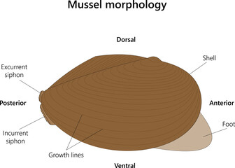 Mussel (Anodonta) morphoology.  © A Step