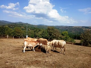 Vacas y terneras en un paraje de Galicia