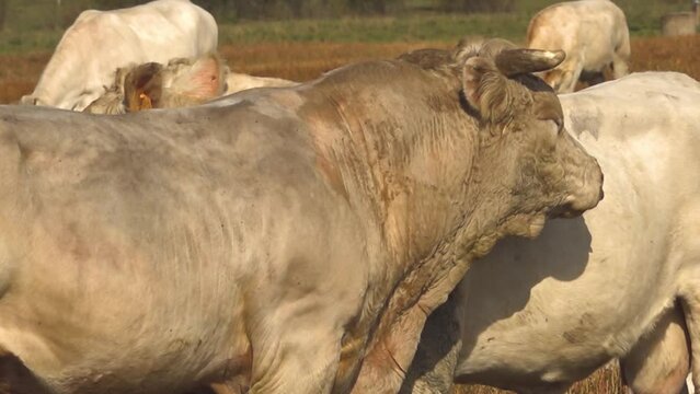 White beef cows graze in a green meadow. White meat cows graze in the meadow.