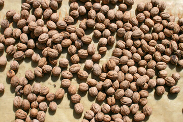 Fresh walnuts gothered in nylon on the ground