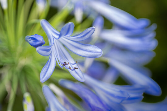 Agapant afrykański (African lily, Agapanthus africanus)