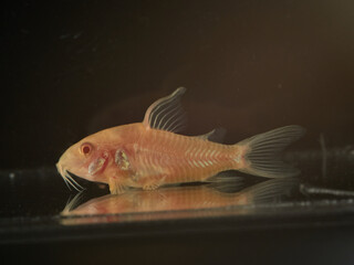 Albino bronze Cory. Corydoras aeneus     