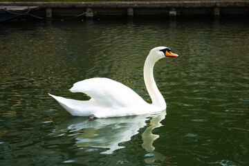 Fototapeta premium Swan