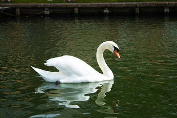 Obraz premium Swan