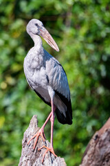 Asian openbill stork or Anastomus oscitans pearches on a tree
