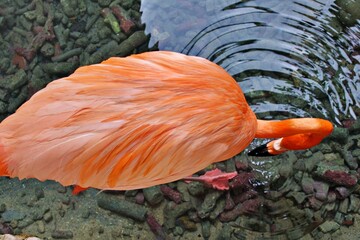 Nahaufnahme Flamingo