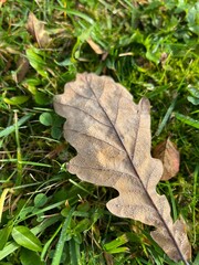 autumn leaves on the ground