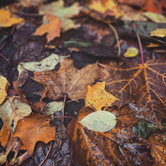 autumn leaves on the ground