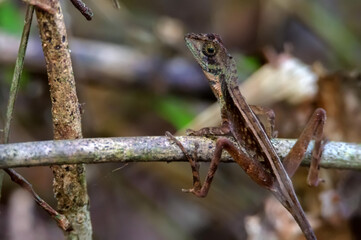 Brown-patched Kangaroo Lizard - Otocryptis wiegmanni, lizard of Sri Lanka