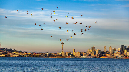 Birds over Space Needle, Seattle