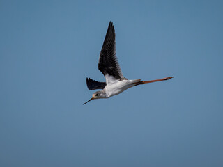 Black-winged stilt (Himantopus himantopus).