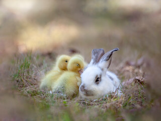 白い子ウサギと寄り添い寝るアヒルの雛