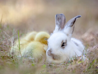白い子ウサギと寄り添い寝るアヒルの雛