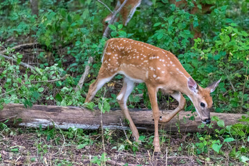 Fawn Stepping Over A Log In The Woods