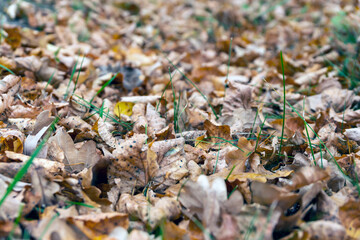 Jesienne brązowe liście leżą na ziemi. 