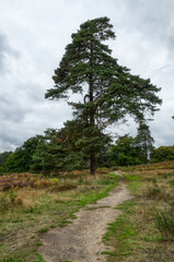 Fototapeta na wymiar Sandiger Wanderweg und Baum in der Wahner Heide im Herbst
