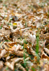 Jesienne, suche liście dębu leżą na ziemi, brązowe liście opadłe z drzew.