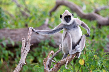 Gray langur or Semnopithecus priam thersites sits on tree