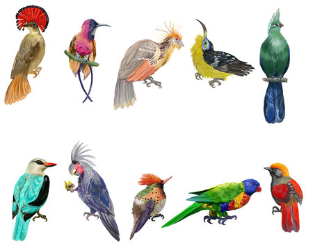 Digital border with colorful tropical birds. Transparent layer.