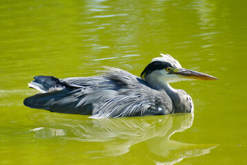 Grey Heron (Ardea cinerea) swimming in a pond on a hot summer day in Zurich, Switzerland