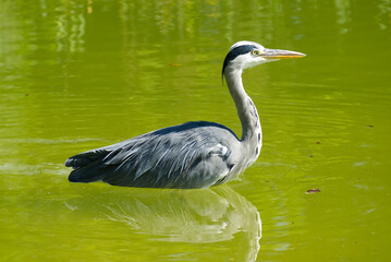Grey Heron (Ardea cinerea) swimming in a pond on a hot summer day in Zurich, Switzerland