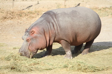 Hippo