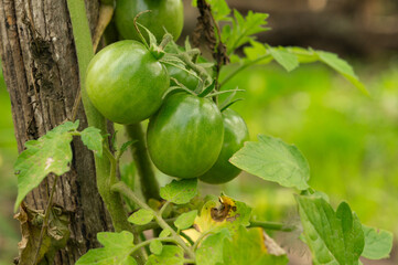 Young Green Tomatoes on the Vine