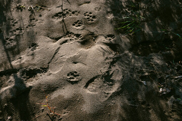 Close-up of the sandy riverbank with traces of people and animals. Textured natural background. Sandy riverbank on a clear day.