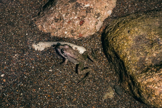 A frog in the water on a sunny day. A European frog sits in the water of a mountain river. A gray frog among the rocks on the sandy bottom.