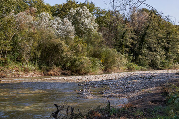 View of the mountain river and trees growing along the edge of the shore against the blue sky. The river runs along the shore, overgrown with bushes and forest with green foliage.