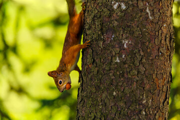 A red squirrel with a nut in its teeth runs upside down from a tree
