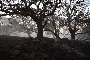 Fototapeta premium trees in the fog