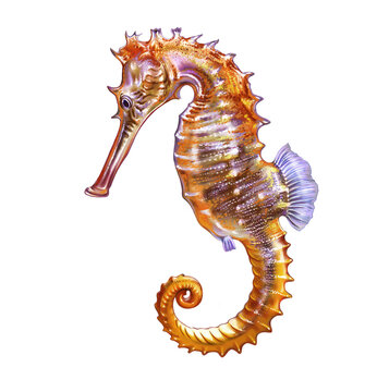 Seahorse, Hippocampus