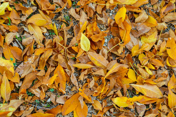 brown and yellow autumn leaves background