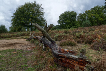 Fototapeta na wymiar Bäume und toter Baum in der Wahner Heide im Herbst