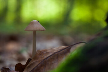 Mushroom in its natural environment in the sun.