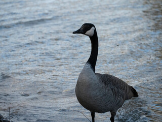 country goose on the beach