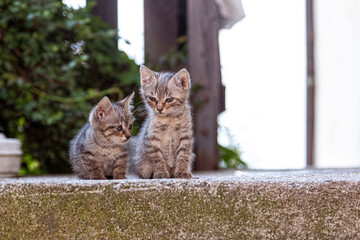 two young cats sit next to each other
