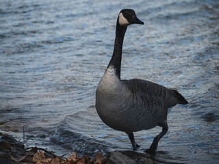 country goose on the beach