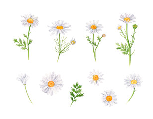Watercolor daisy set. Hand drawn illustration, isolated on white background. Chamomile flowers