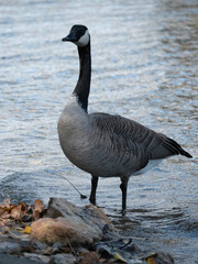 country goose on the water